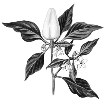 Иллюстрация к книге — Иллюстрированная энциклопедия огородника для новичков [i_015.jpg]