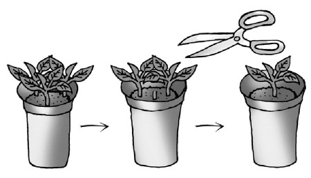 Иллюстрация к книге — Иллюстрированная энциклопедия огородника для новичков [i_018.jpg]