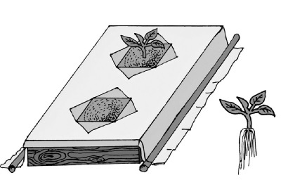 Иллюстрация к книге — Иллюстрированная энциклопедия огородника для новичков [i_021.jpg]