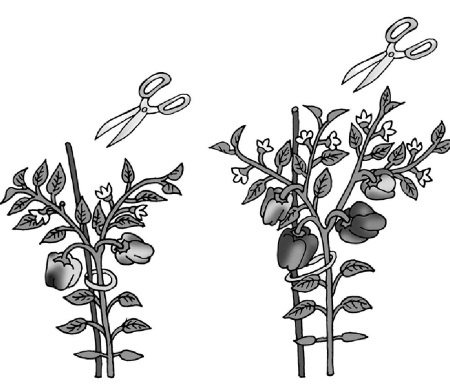 Иллюстрация к книге — Иллюстрированная энциклопедия огородника для новичков [i_025.jpg]