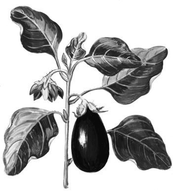 Иллюстрация к книге — Иллюстрированная энциклопедия огородника для новичков [i_026.jpg]