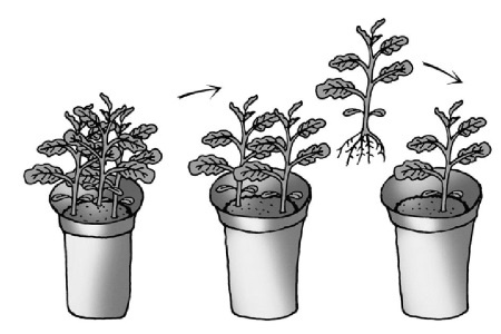 Иллюстрация к книге — Иллюстрированная энциклопедия огородника для новичков [i_029.jpg]