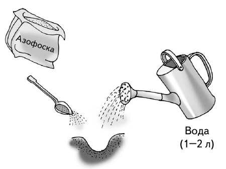 Иллюстрация к книге — Иллюстрированная энциклопедия огородника для новичков [i_030.jpg]
