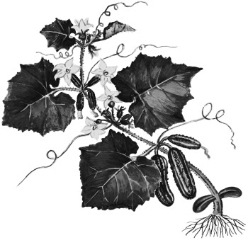 Иллюстрация к книге — Иллюстрированная энциклопедия огородника для новичков [i_036.jpg]