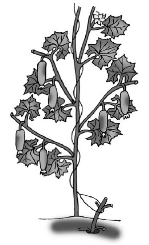 Иллюстрация к книге — Иллюстрированная энциклопедия огородника для новичков [i_043.jpg]