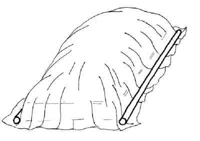 Иллюстрация к книге — Иллюстрированная энциклопедия огородника для новичков [i_049.jpg]