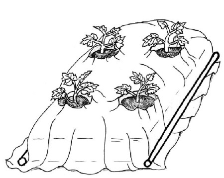 Иллюстрация к книге — Иллюстрированная энциклопедия огородника для новичков [i_050.jpg]