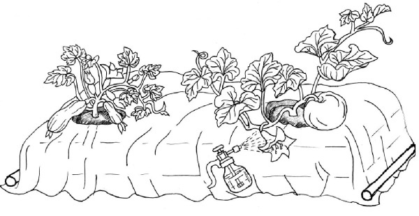 Иллюстрация к книге — Иллюстрированная энциклопедия огородника для новичков [i_051.jpg]