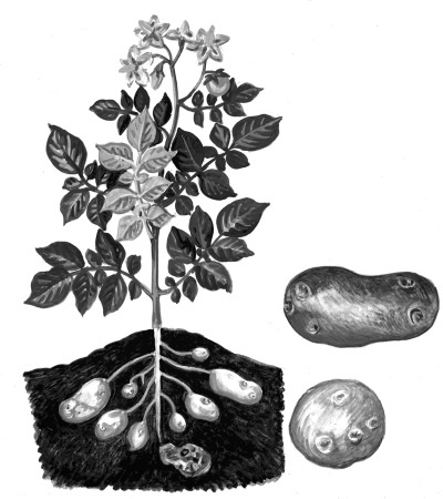 Иллюстрация к книге — Иллюстрированная энциклопедия огородника для новичков [i_054.jpg]