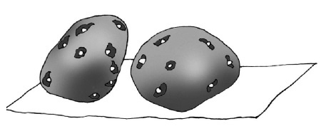 Иллюстрация к книге — Иллюстрированная энциклопедия огородника для новичков [i_055.jpg]