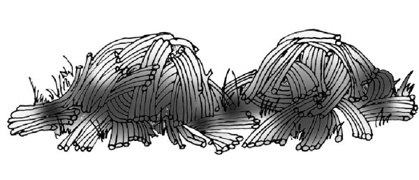 Иллюстрация к книге — Иллюстрированная энциклопедия огородника для новичков [i_057.jpg]