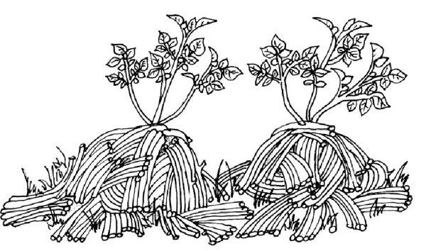 Иллюстрация к книге — Иллюстрированная энциклопедия огородника для новичков [i_058.jpg]