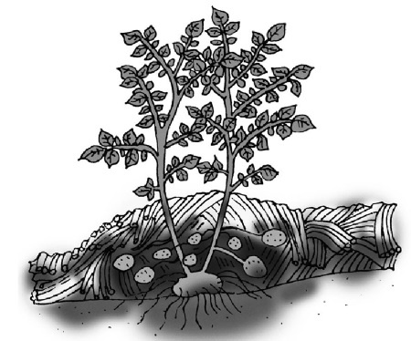 Иллюстрация к книге — Иллюстрированная энциклопедия огородника для новичков [i_059.jpg]