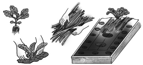 Иллюстрация к книге — Иллюстрированная энциклопедия огородника для новичков [i_070.jpg]