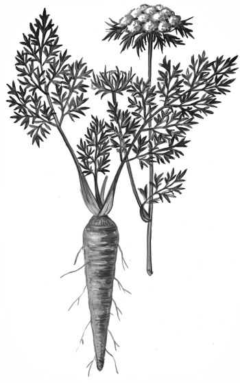 Иллюстрация к книге — Иллюстрированная энциклопедия огородника для новичков [i_074.jpg]