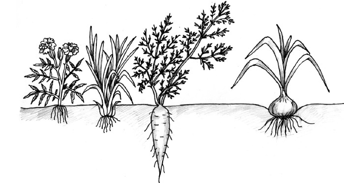 Иллюстрация к книге — Иллюстрированная энциклопедия огородника для новичков [i_082.jpg]