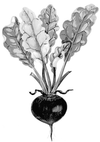 Иллюстрация к книге — Иллюстрированная энциклопедия огородника для новичков [i_083.jpg]