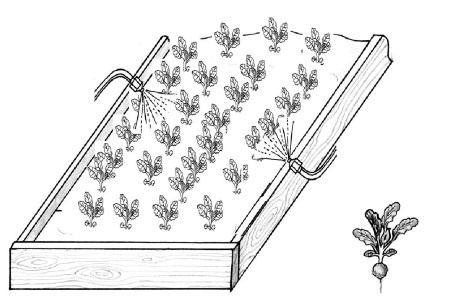 Иллюстрация к книге — Иллюстрированная энциклопедия огородника для новичков [i_089.jpg]