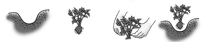 Иллюстрация к книге — Иллюстрированная энциклопедия огородника для новичков [i_098.jpg]