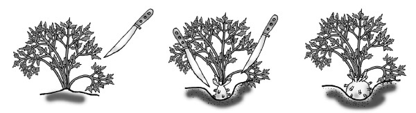 Иллюстрация к книге — Иллюстрированная энциклопедия огородника для новичков [i_099.jpg]