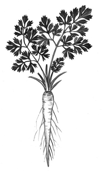 Иллюстрация к книге — Иллюстрированная энциклопедия огородника для новичков [i_100.jpg]