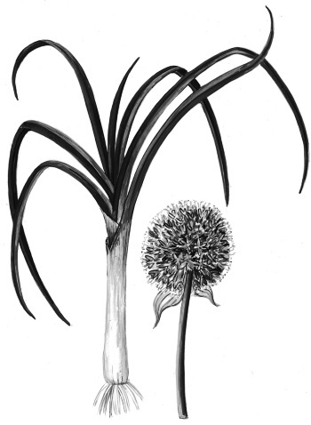 Иллюстрация к книге — Иллюстрированная энциклопедия огородника для новичков [i_102.jpg]