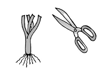 Иллюстрация к книге — Иллюстрированная энциклопедия огородника для новичков [i_107.jpg]