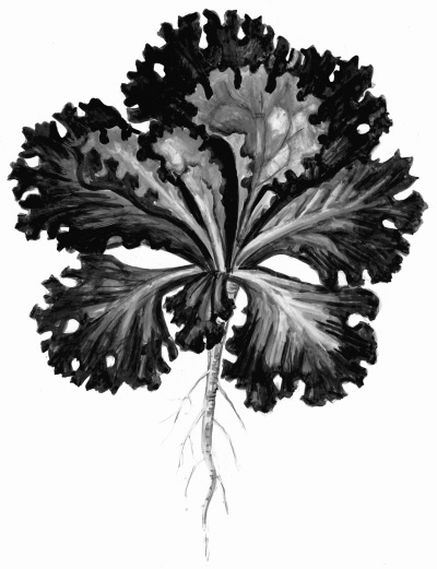 Иллюстрация к книге — Иллюстрированная энциклопедия огородника для новичков [i_112.jpg]