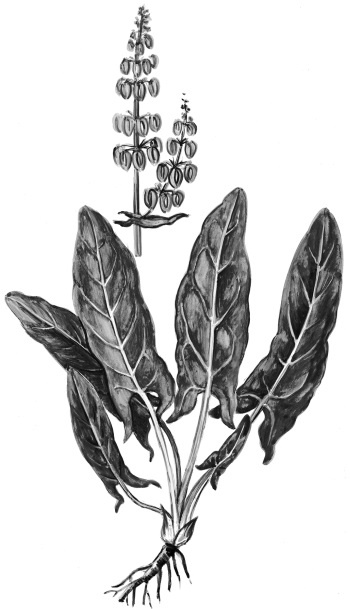 Иллюстрация к книге — Иллюстрированная энциклопедия огородника для новичков [i_113.jpg]