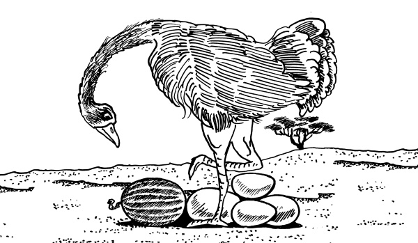 Иллюстрация к книге — Большая книга огородника и садовода. Все секреты плодородия [i_045.jpg]