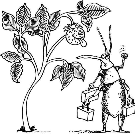 Иллюстрация к книге — Большая книга огородника и садовода. Все секреты плодородия [i_065.jpg]