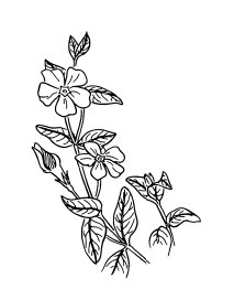 Иллюстрация к книге — Сад и огород для тех, кому за… без лишних усилий [i_001.jpg]