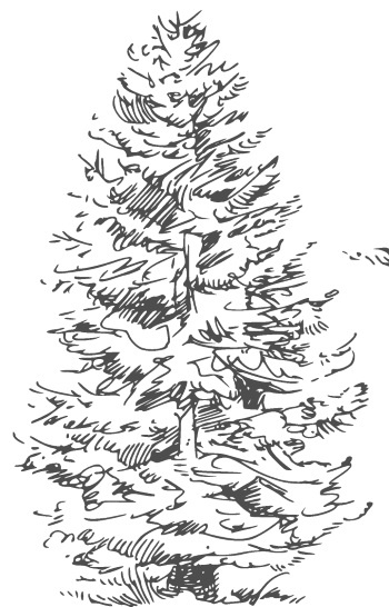 Иллюстрация к книге — Сад и огород для тех, кому за… без лишних усилий [i_024.jpg]