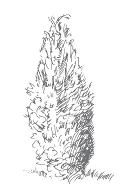 Иллюстрация к книге — Сад и огород для тех, кому за… без лишних усилий [i_026.jpg]