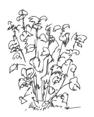 Иллюстрация к книге — Сад и огород для тех, кому за… без лишних усилий [i_027.jpg]