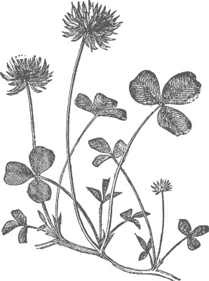 Иллюстрация к книге — Сад и огород для тех, кому за… без лишних усилий [i_030.jpg]