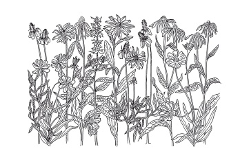 Иллюстрация к книге — Урожай без хлопот. Сад, цветник и огород [i_033.jpg]