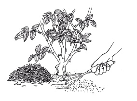 Иллюстрация к книге — Урожай без хлопот. Сад, цветник и огород [i_051.jpg]