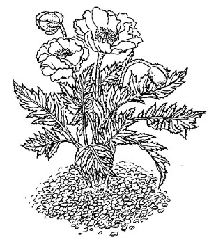 Иллюстрация к книге — Цветник для ленивых. Цветы от последнего снега до первых морозов [i_018.jpg]