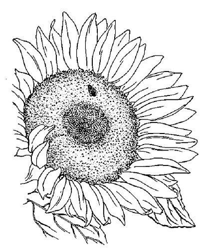 Иллюстрация к книге — Цветник для ленивых. Цветы от последнего снега до первых морозов [i_022.jpg]