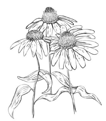 Иллюстрация к книге — Цветник для ленивых. Цветы от последнего снега до первых морозов [i_024.jpg]