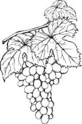 Иллюстрация к книге — Цветник для ленивых. Цветы от последнего снега до первых морозов [i_036.jpg]