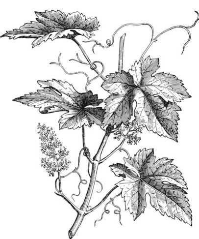 Иллюстрация к книге — Цветник для ленивых. Цветы от последнего снега до первых морозов [i_038.jpg]