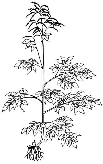 Иллюстрация к книге — Цветник для ленивых. Цветы от последнего снега до первых морозов [i_043.jpg]