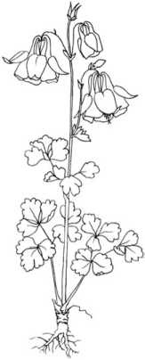 Иллюстрация к книге — Цветник для ленивых. Цветы от последнего снега до первых морозов [i_044.jpg]