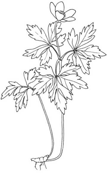 Иллюстрация к книге — Цветник для ленивых. Цветы от последнего снега до первых морозов [i_047.jpg]