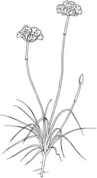 Иллюстрация к книге — Цветник для ленивых. Цветы от последнего снега до первых морозов [i_049.jpg]