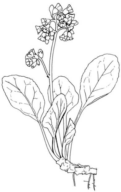 Иллюстрация к книге — Цветник для ленивых. Цветы от последнего снега до первых морозов [i_050.jpg]