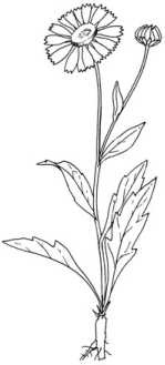 Иллюстрация к книге — Цветник для ленивых. Цветы от последнего снега до первых морозов [i_051.jpg]