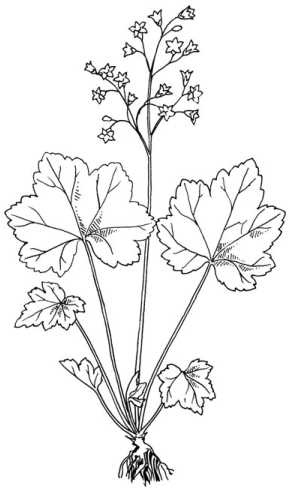 Иллюстрация к книге — Цветник для ленивых. Цветы от последнего снега до первых морозов [i_053.jpg]